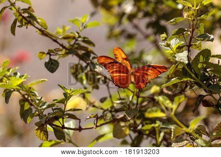 Julia Longwing Butterfly, ‎dryas Iulia