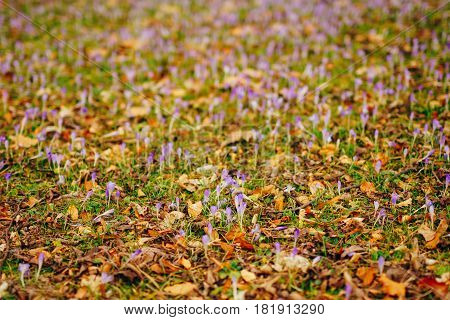 Many crocuses in dry autumn leaves. A field of crocuses in yellow leaves on the ground in the urban park of Cetinje, Montenegro.