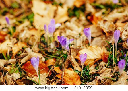 Many crocuses in dry autumn leaves. A field of crocuses in yellow leaves on the ground in the urban park of Cetinje, Montenegro.
