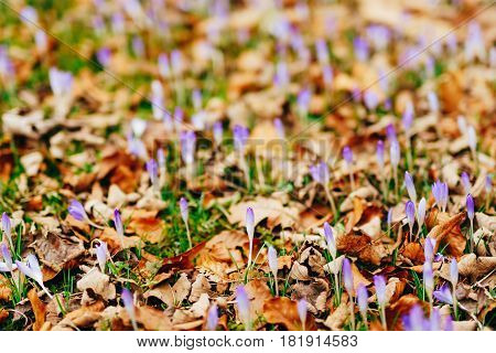 Many crocuses in dry autumn leaves. A field of crocuses in yellow leaves on the ground in the urban park of Cetinje, Montenegro.