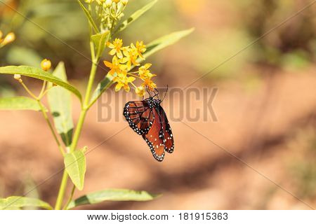 Queen Butterfly, Danaus Gilippus