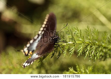 Spicebush Swallowtail Butterfly, Pterourus Troilus