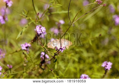 White Peacock Butterfly, Anartia Jatrophae