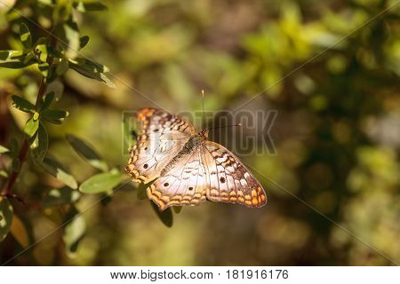 White peacock butterfly Anartia jatrophae in a garden in spring
