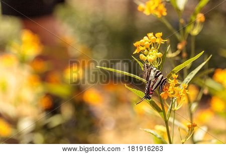 Zebra Swallowtail Butterfly, Eurytides Marcellus