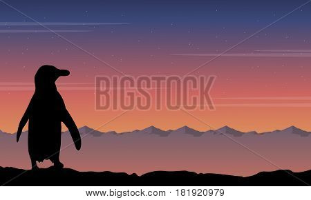 Background penguin silhouette beauty landscape collection stock