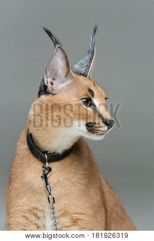 Beautiful caracal lynx 6 months old kitten in leather collar with chain leash sitting on grey background. Isolated. Studio shot. Copy space.