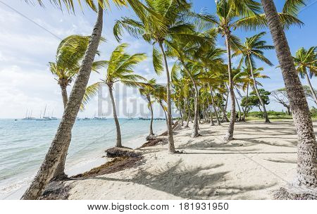 Anse Champagne beach in Saint Francois, Guadeloupe, Caribbean