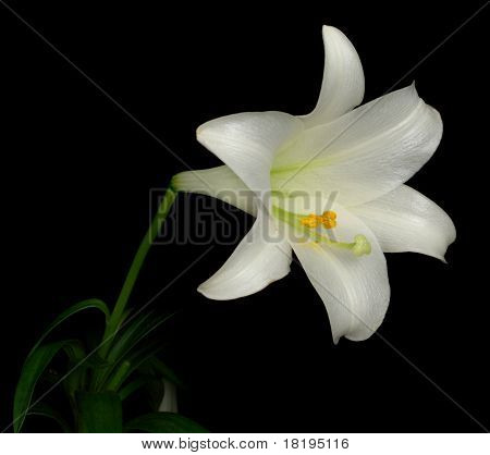Sidekig til påske lilje (lilium longiflorum)
