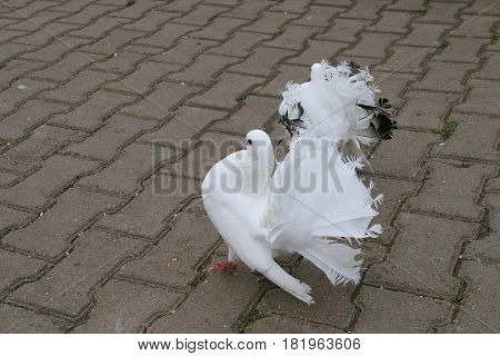 White Doves
