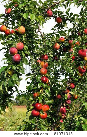 ripe plums on a tree branch in the orchard vertical composition