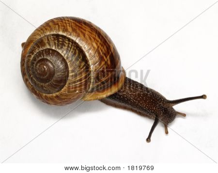 Schnecke ordentlichen