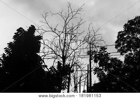 silhouette branch of dry tree in dark day.