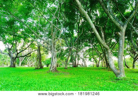 More of tree and Tree branches are parkland in Bangkok Thailand. Grass is foreground in this picture.