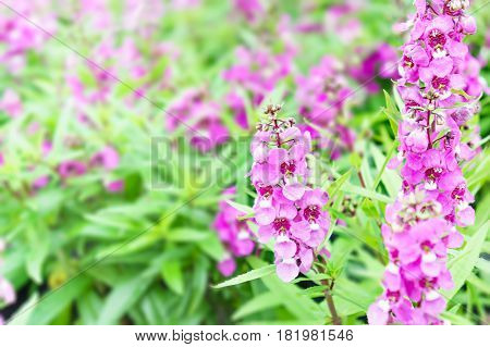Delphinium centurion purple flower field on background.