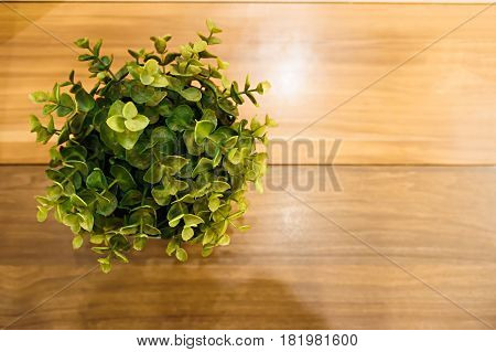 Flower in flowerpot is on wood table background and copy space.