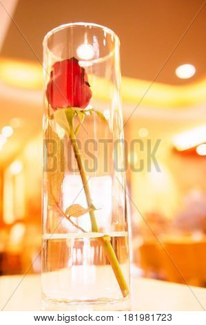 Red rose in grass pod with water is room.