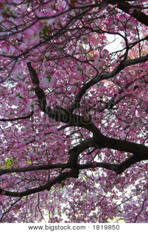 Alberi In fiore In primavera