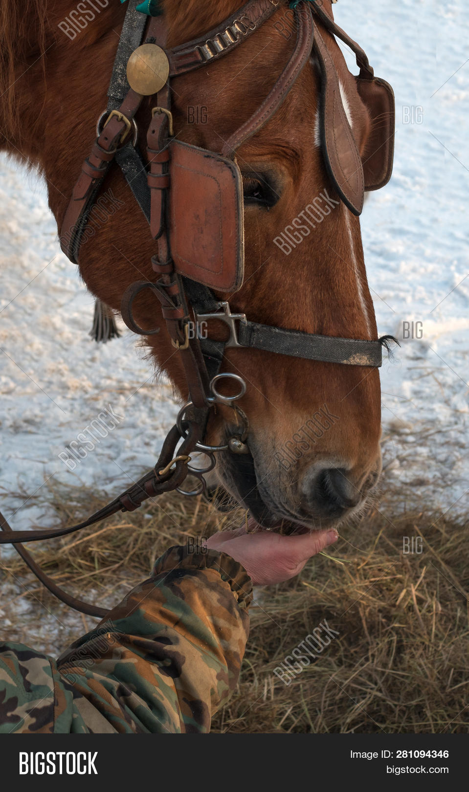 Horse Eats Hand Man. Image & Photo (Free Trial) Bigstock