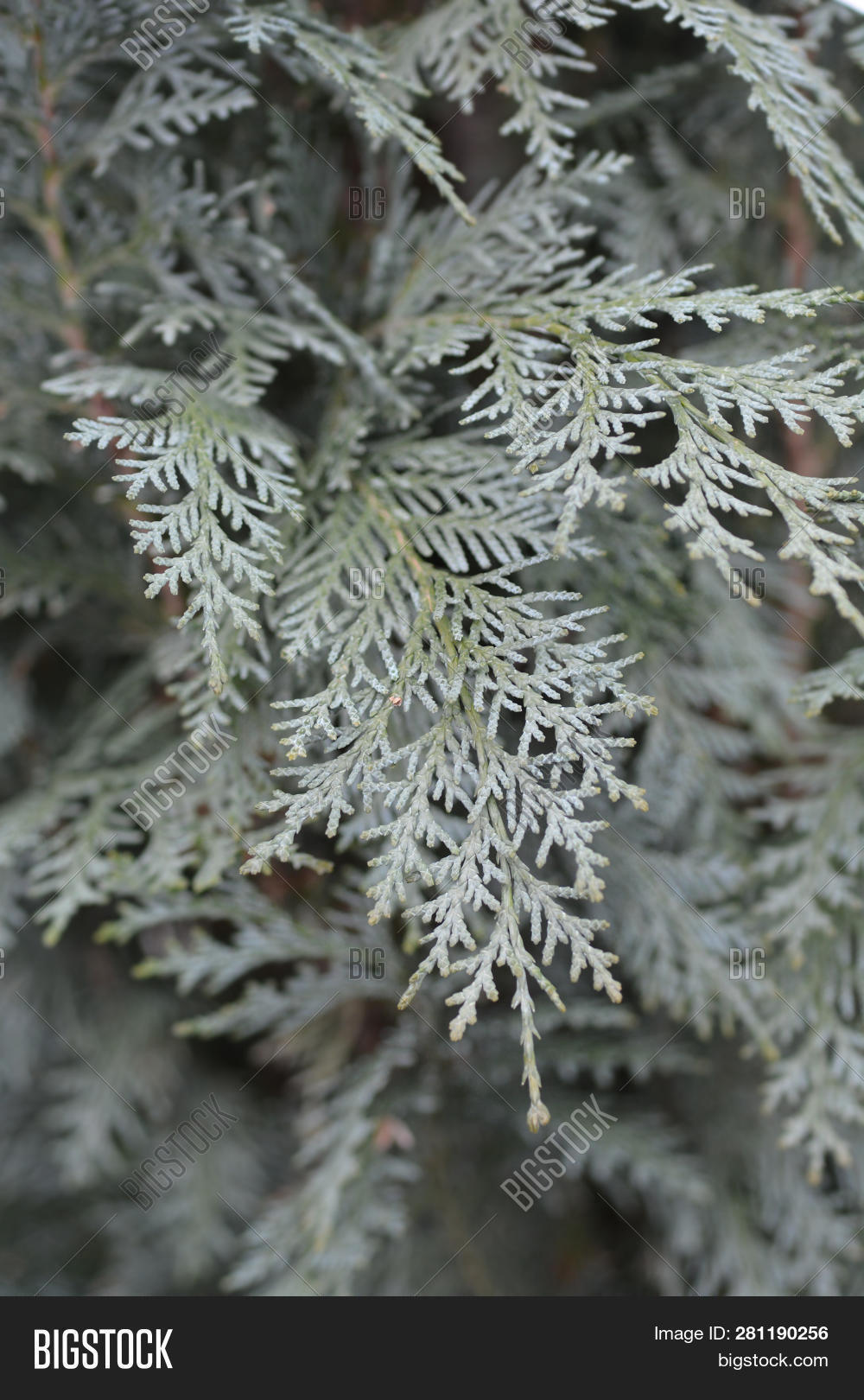 Lawsons Cypress Blue Image & Photo (Free Trial) Bigstock