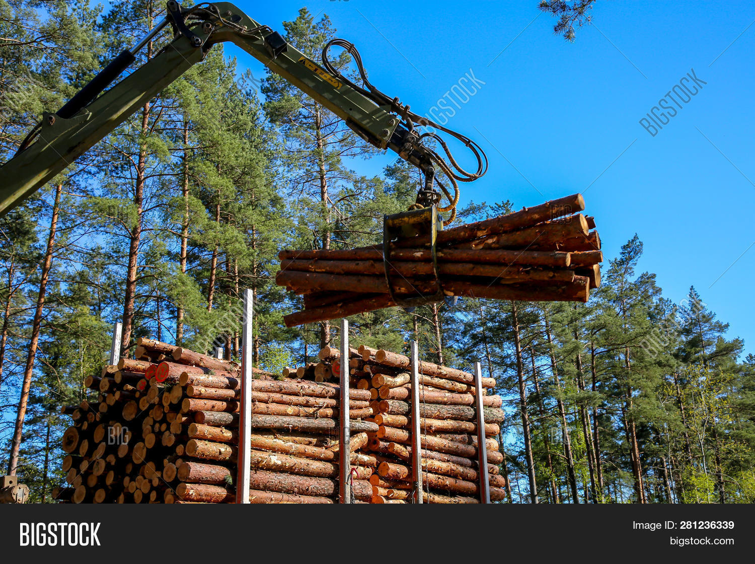 Crane Forest Loading Image & Photo (Free Trial) Bigstock