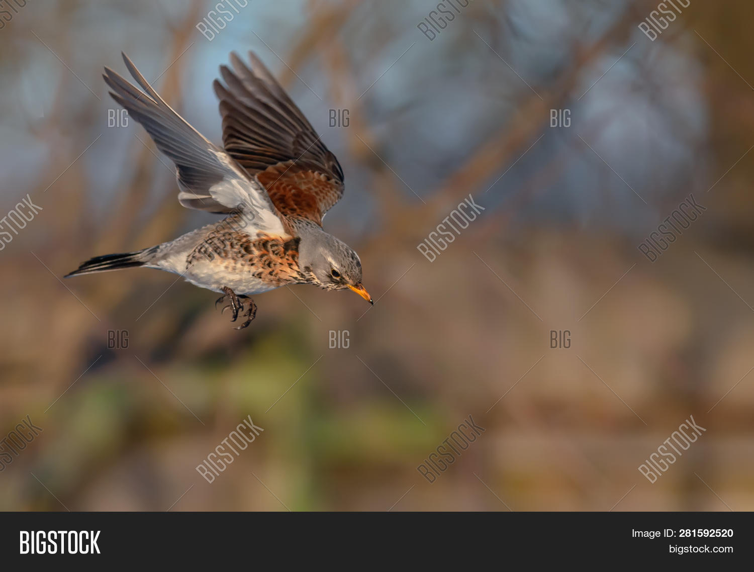 Дрозд белобровик в полете. Дрозды в полете. Дрозд-белобровик в полёте. Дрозд рябинник. Деряба в полете.