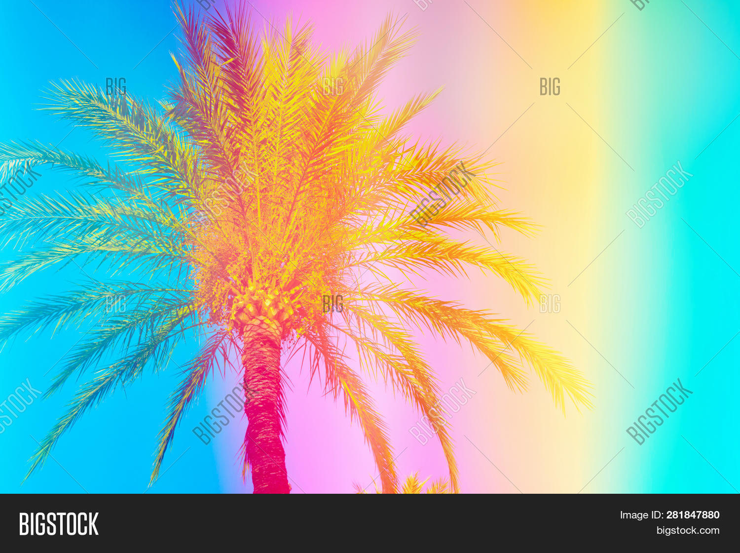 Feathery Palm Tree On Image & Photo (Free Trial) | Bigstock