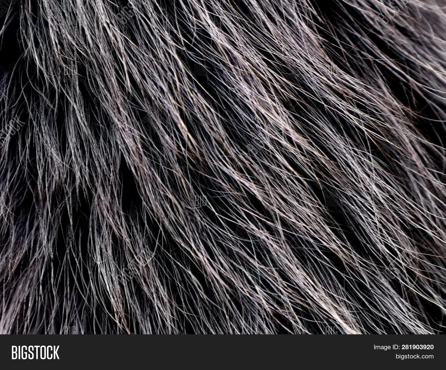 Texture Gray Wolf Hair Image & Photo (Free Trial) Bigstock
