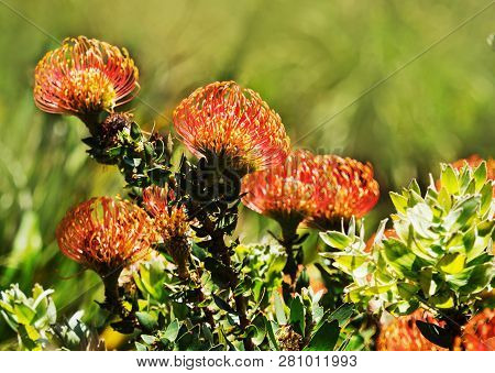 Red Protea, Kirstenbosch, Cape Town, South Africa. Pincushion Flower In Kirstenbosch Botanic Gardens