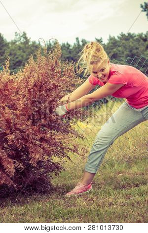 Woman Gardener Removing And Pulling Withered Dried Thuja Tree From Her Backyard. Hard Yard Work Arou