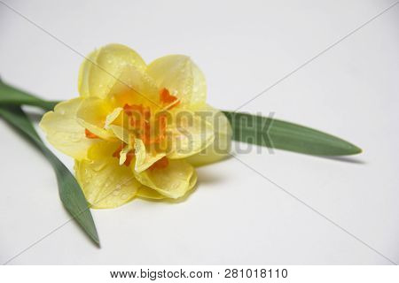 A Single Flower Lies On A White Background. Yellow Daffodil. Spring Flowers