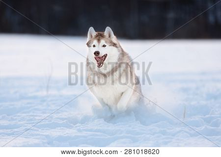 Crazy, Happy And Cute Beige And White Dog Breed Siberian Husky With Tonque Out Jumping And Running O
