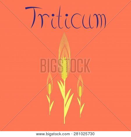 Flat Illustration On Background Natural Triticum Floral, Summer, Nature, Leaf, Spring,