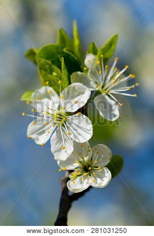 Close-up Flower Of Cherry On A Tree Branch. A Spring Came