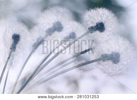 Fluffy Close Up Of A Dandelion. A Big Bud Of A White Field Flower On A Light Background