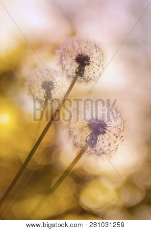 Bright Close-up Of A Dandelion. Flower Bud Of A White Field On A Light, Yellow Background