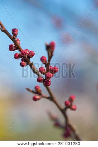 Apricot Flower Bud On A Tree Branch, Branch With Tree Buds. Tree Bud - Spring
