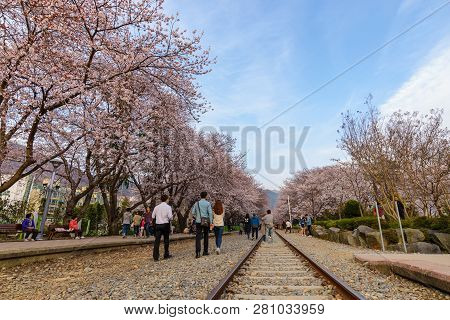 Jinhae, South Korea - March 31, 2016 : Jinhae South Korea, Cherry Blossom At Gyeonghwa Station