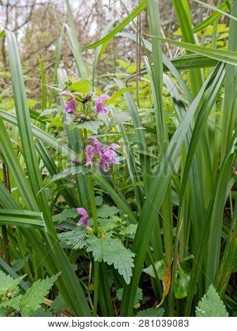 Lamium Maculatum Flowering Plant In The Spring Forest. Purple Spotted Dead-nettle Flowers. Spotted H