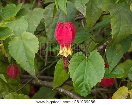 Abutilon Megapotamicum Or Callianthe Megapotamica Plant With Red Flowers