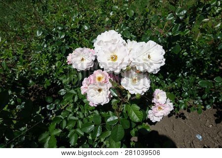 Branch Of Rose Bush With Pale Pink Semi Double Flowers