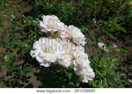 Bunch Of Pale Pink Semi Double Flowers Of Rose