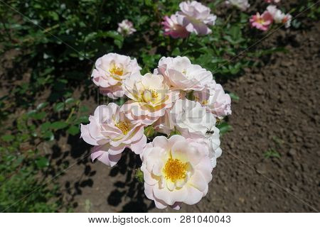 Light Pink Semi Double Flowers Of Rose