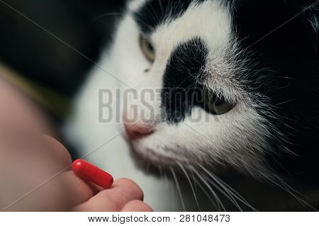 The Cat Receives A Dose Of Medicine From The Veterinarian. Red-haired Cute Clever Cat Is Treated Wit