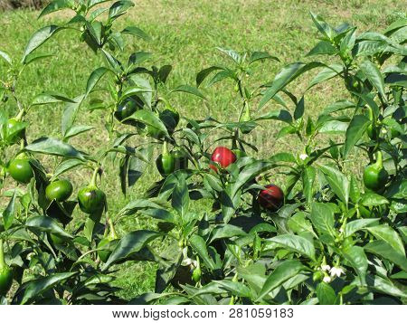 Red Eggplant Of Rotonda From Basilicata , Italy (solanum Aethiopicum) . Italian Red Aubergine