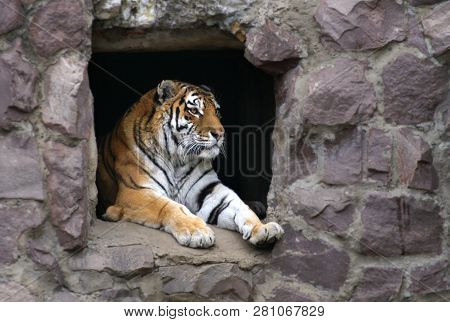 Sumatran Tiger Resting On A Hot Day In The Shade Of The Grotto