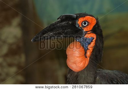 Wild African Bird - Toucan In Africa