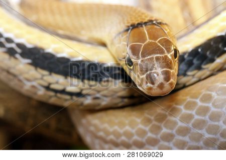Copper-headed Elaphe Snake (coleognathus Radiatus) Agressive But Not Poisonous