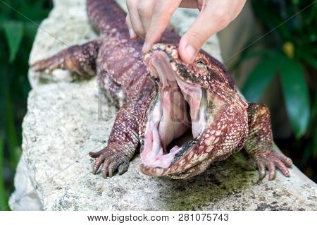 Reg Tegu With Mouth Open At Zoo In Yucatan, Mexico