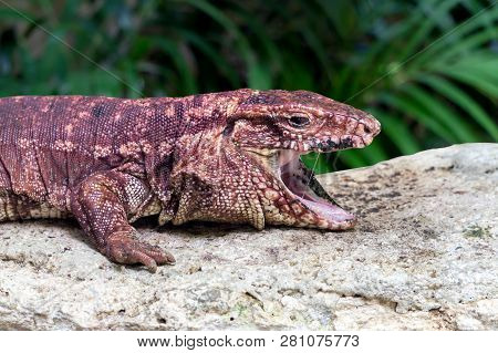 Reg Tegu With Mouth Open At Zoo In Yucatan, Mexico